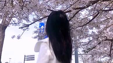 实拍唯美少女背影花海樱花树下的美女视频的预览图
